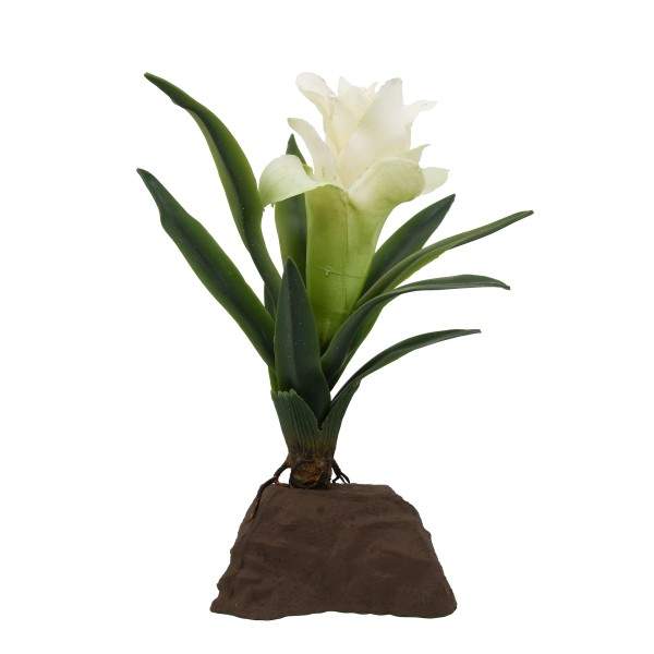 Bromelien